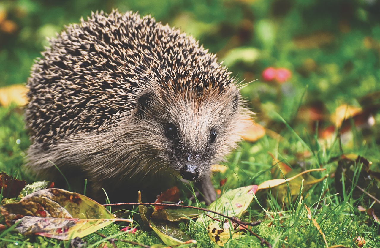 Igel – Tiere in Not